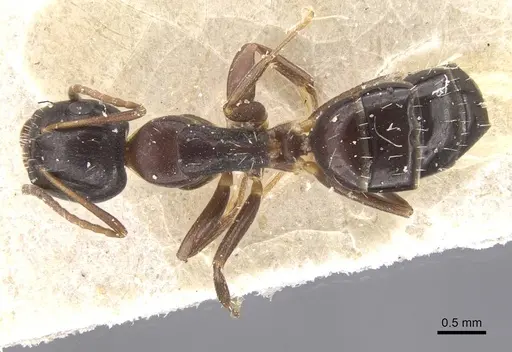 Camponotus vitiosus - CASENT0911670