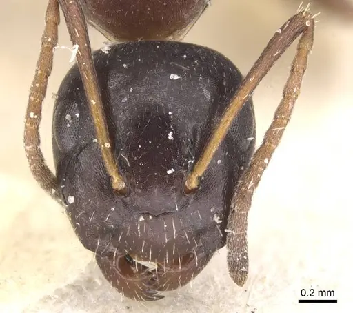 Camponotus vitiosus - CASENT0911670