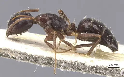 Camponotus vitiosus - CASENT0911670