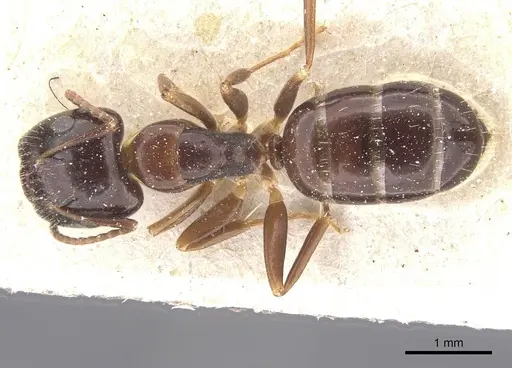 Camponotus vitiosus - CASENT0911671