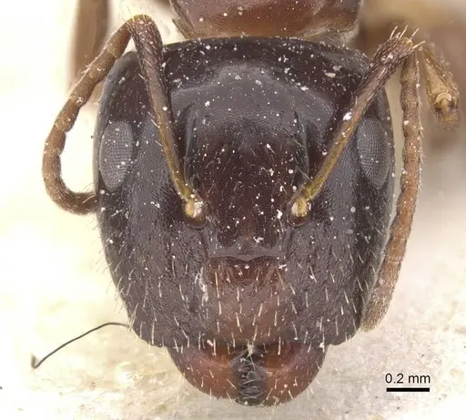 Camponotus vitiosus - CASENT0911671