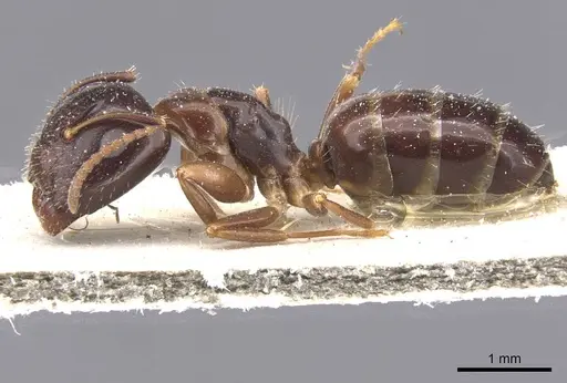 Camponotus vitiosus - CASENT0911671