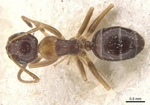Camponotus vitiosus - CASENT0911672
