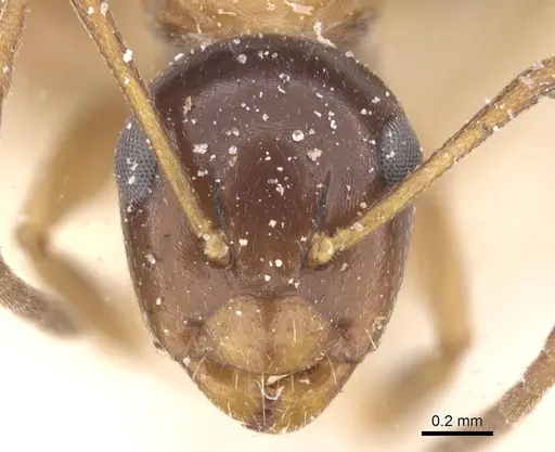 Camponotus vitiosus - CASENT0911672