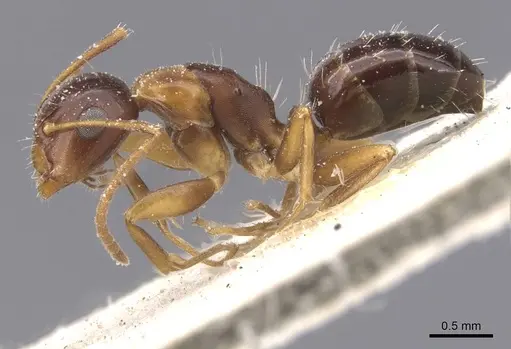 Camponotus vitiosus - CASENT0911672