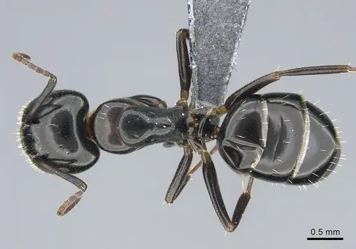 Camponotus vitiosus - CASENT0923671