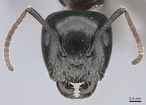 Camponotus vitiosus - CASENT0923671