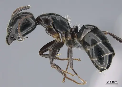 Camponotus vitiosus - CASENT0923671