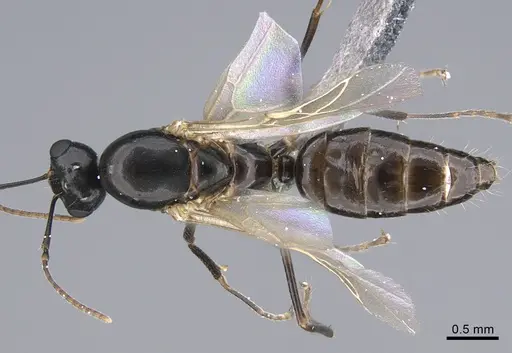 Camponotus vitiosus - CASENT0923672