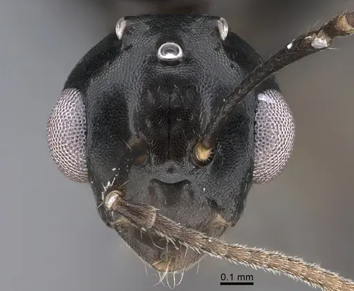 Camponotus vitiosus - CASENT0923672