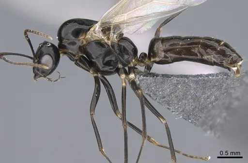 Camponotus vitiosus - CASENT0923672