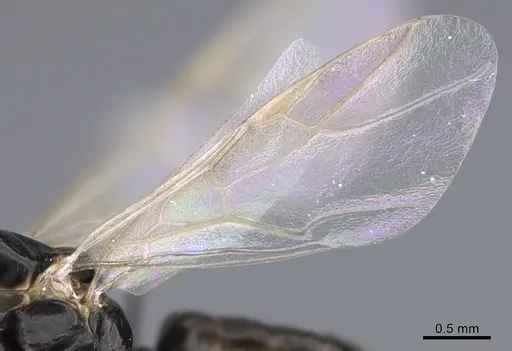 Camponotus vitiosus - CASENT0923672