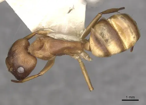 Camponotus vittatus specimen