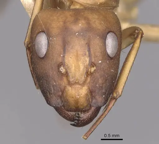 Camponotus vittatus specimen