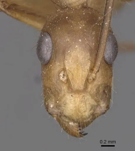 Camponotus vittatus - CASENT0909995