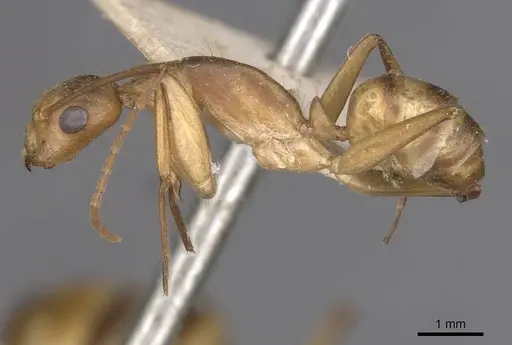 Camponotus vittatus - CASENT0909995