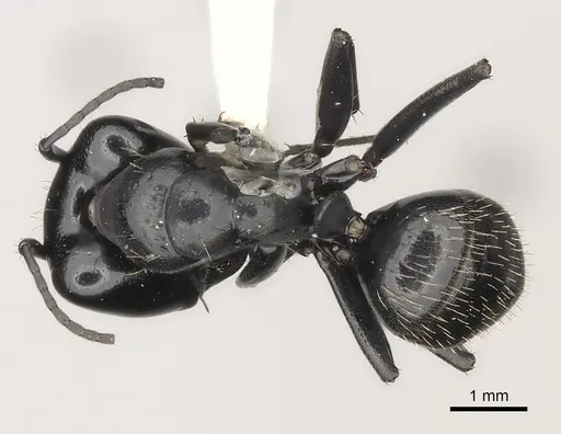 Camponotus vividus specimen