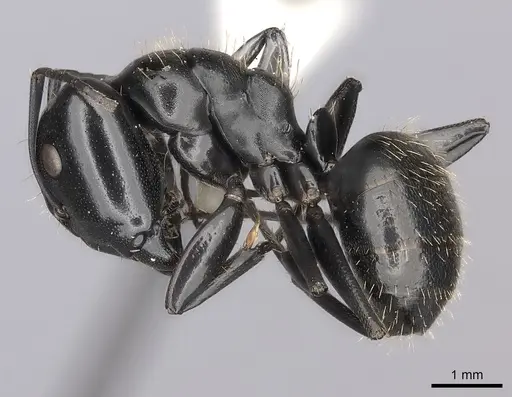 Camponotus vividus specimen