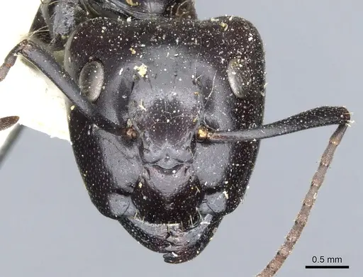 Camponotus vividus - CASENT0903485