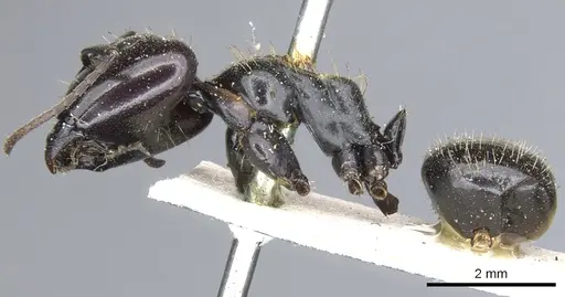 Camponotus vividus - CASENT0903485