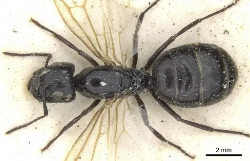 Camponotus vividus - CASENT0903486