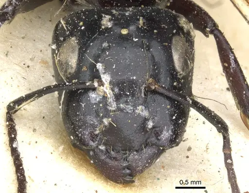 Camponotus vividus - CASENT0903486