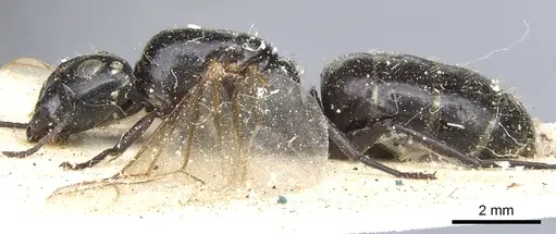 Camponotus vividus - CASENT0903486