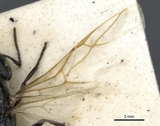 Camponotus vividus - CASENT0903486