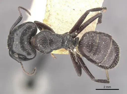 Camponotus vividus - CASENT0910570