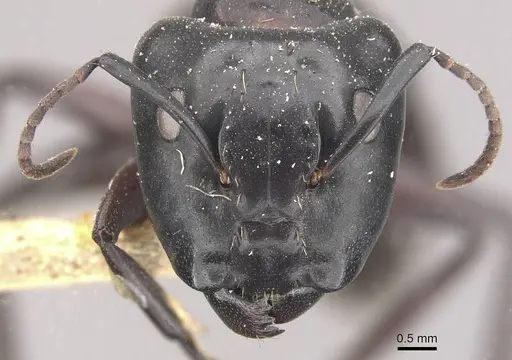 Camponotus vividus - CASENT0910570