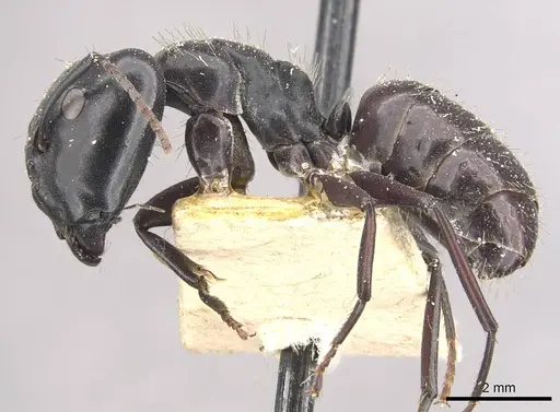 Camponotus vividus - CASENT0910570