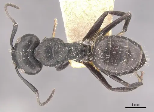 Camponotus vividus - CASENT0910571