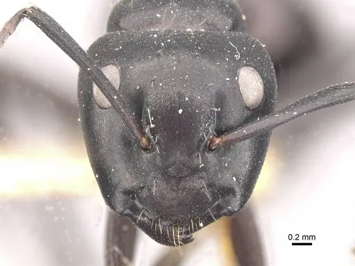 Camponotus vividus - CASENT0910571