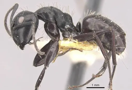 Camponotus vividus - CASENT0910571