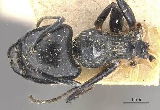 Camponotus vividus - CASENT0910572