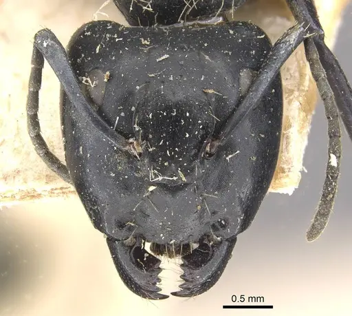 Camponotus vividus - CASENT0910572