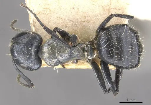 Camponotus vividus - CASENT0910573