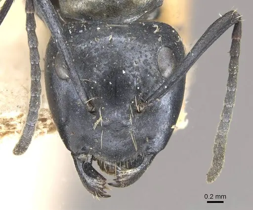 Camponotus vividus - CASENT0910573