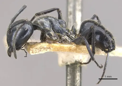 Camponotus vividus - CASENT0910573