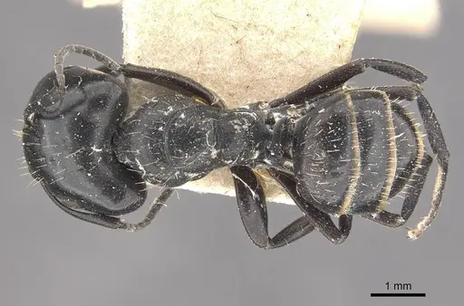 Camponotus vividus - CASENT0910574