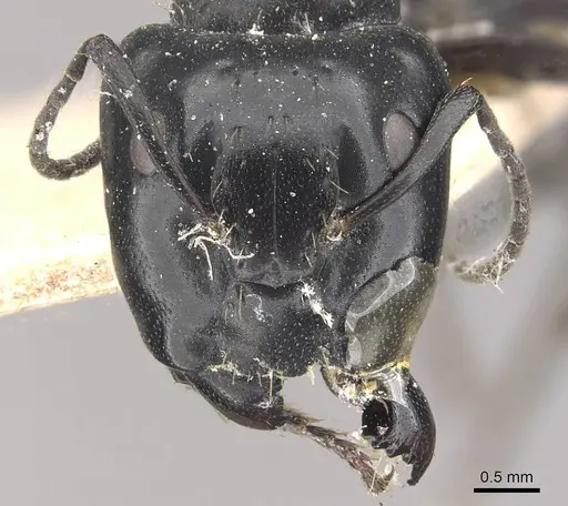 Camponotus vividus - CASENT0910574