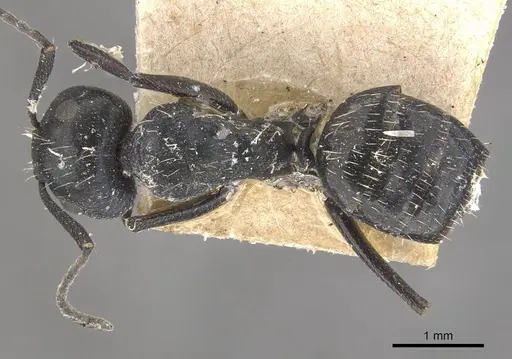 Camponotus vividus - CASENT0910575