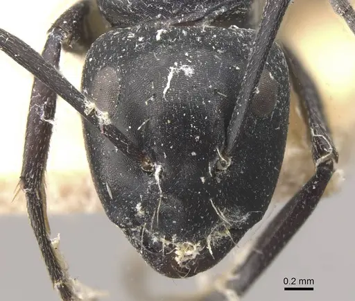 Camponotus vividus - CASENT0910575