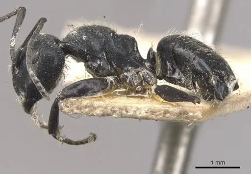 Camponotus vividus - CASENT0910575