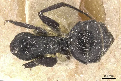 Camponotus vividus - CASENT0911750