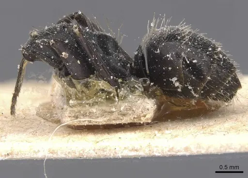 Camponotus vividus - CASENT0911750