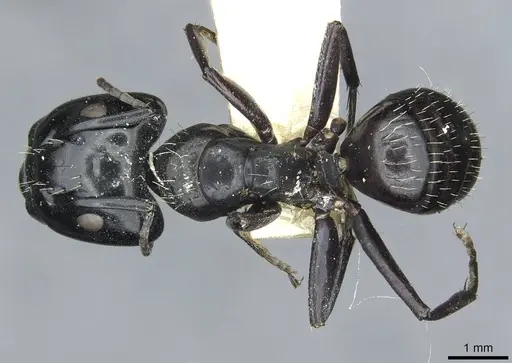 Camponotus vividus - RMCAENT000017814