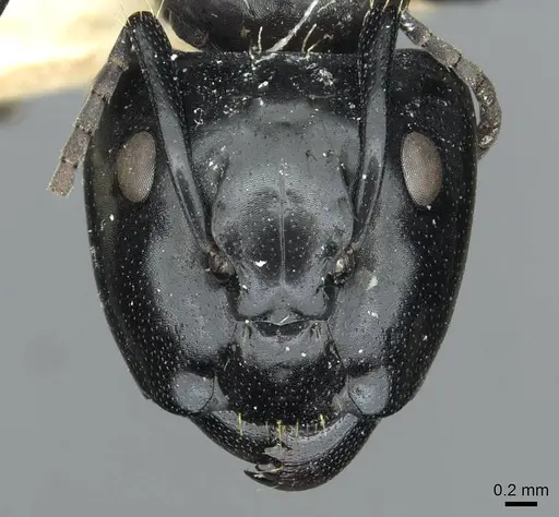 Camponotus vividus - RMCAENT000017814