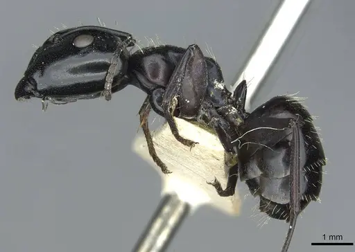 Camponotus vividus - RMCAENT000017814