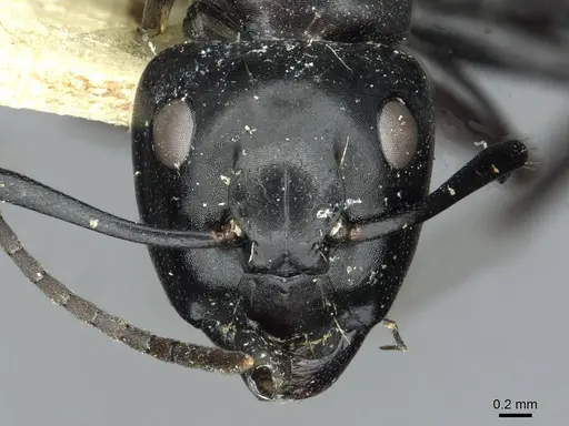 Camponotus vividus - RMCAENT000017815